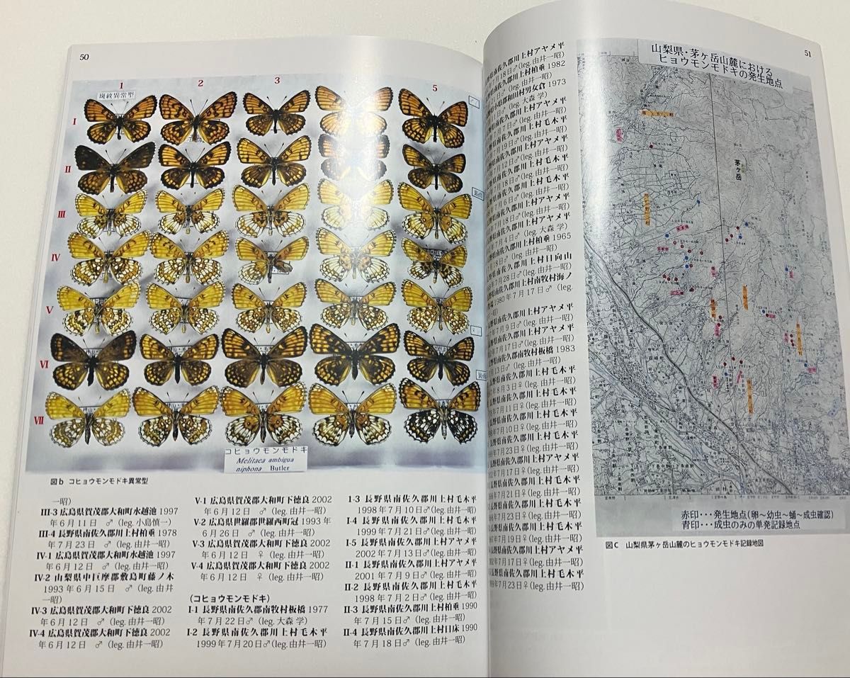 珠玉の標本箱 日本産蝶類標本写真データベース 24 タテハチョウ科 ヒョウモンモドキ ウスイロヒョウモンモドキ コヒョウモンモドキ