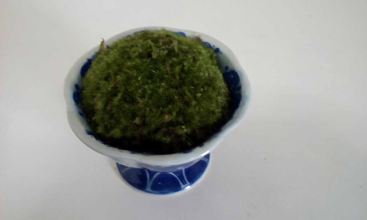 磁器の鉢に盛り付けた山 苔盆栽_画像1