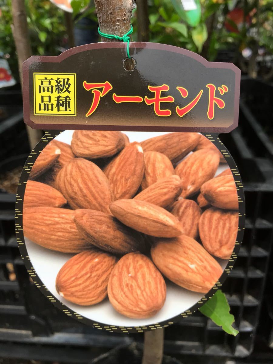  высококлассный товар вид миндаль орехи саженец 