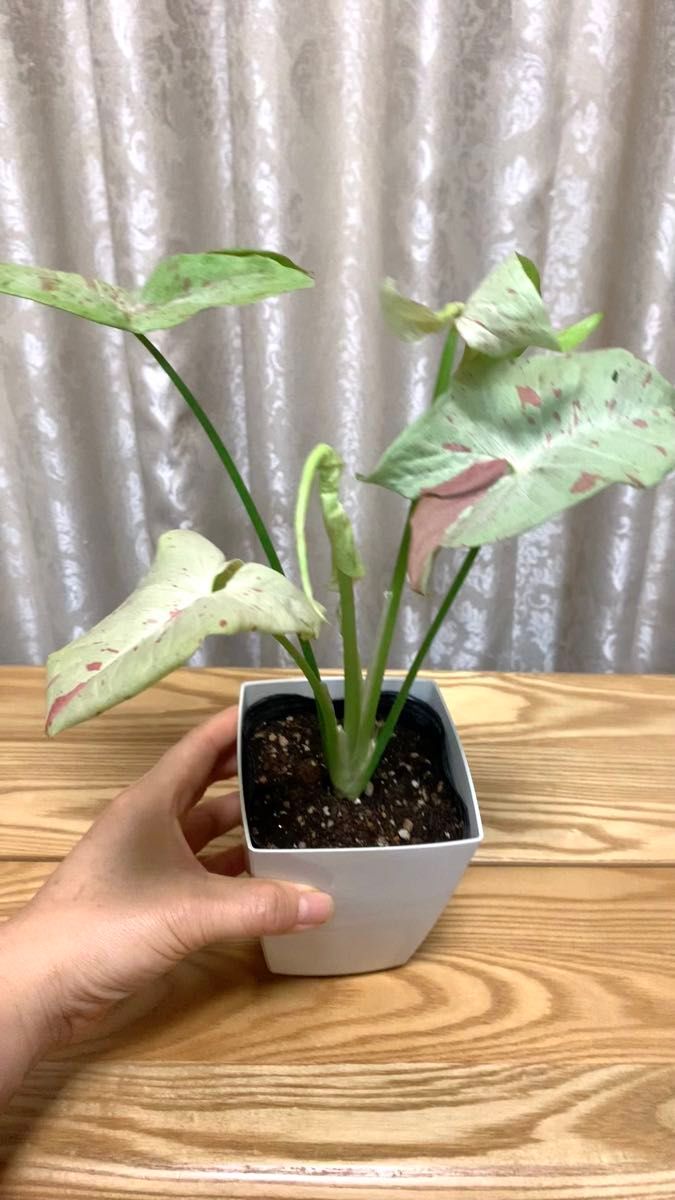 観葉 シンゴニウム ミルクコンフェッテイー 散り斑 新葉展開中 抜き苗