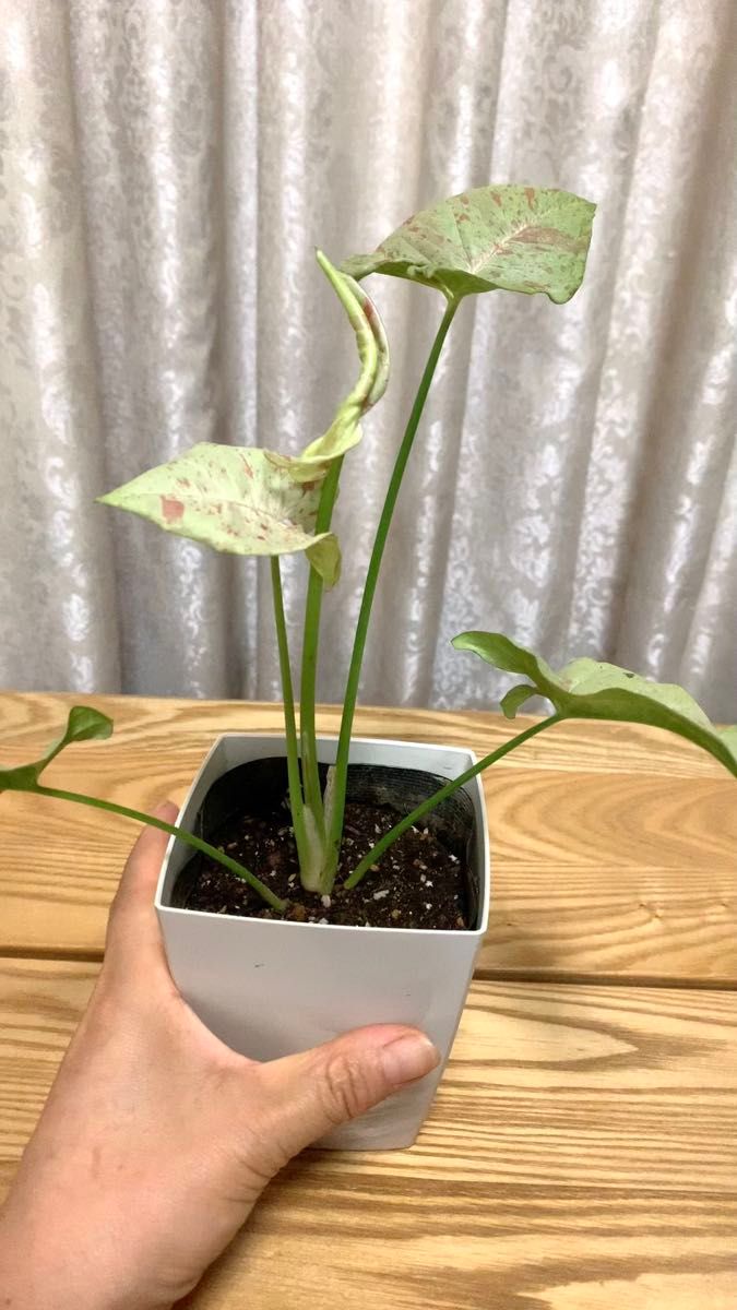 観葉 シンゴニウム ミルクコンフェッテイー 新葉展開中 散り斑 抜き苗