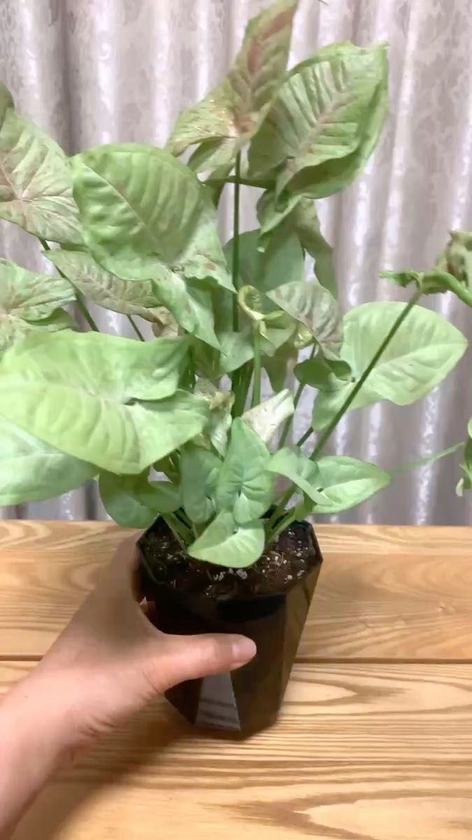 シンゴニウム 観葉 ミルクコンフェッテイー 鉢ごと