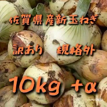 【規格外訳あり】佐賀県産新玉ねぎ10kg+α 新たまねぎ 農家直送