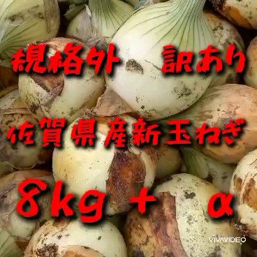 【規格外訳あり】佐賀県産新玉ねぎ8kg+α 新たまねぎ 農家直送