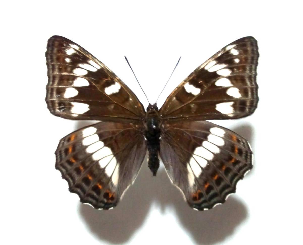 蝶 標本 オオイチモンジ♀　採集 北海道