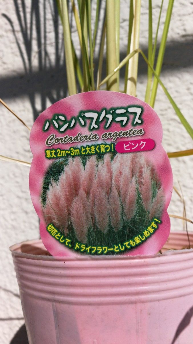5年生苗■白＋ピンクの苗/正規品■大型のパンパスグラスの苗/激レア/70センチの穂が凄い