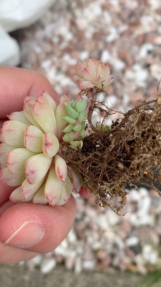 レッドボート 多肉植物 抜き苗