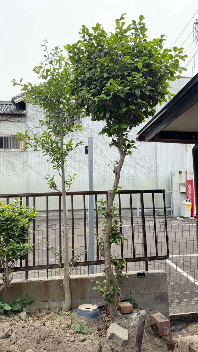 ツバキ 椿 大株 常緑 植物