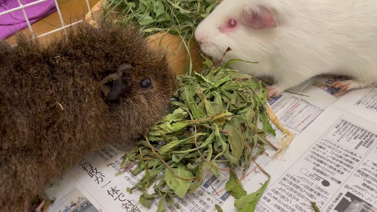 【出品ラスト】パリパリ乾燥タンポポ 100g 無農薬 小動物餌 うさぎ モルモット リクガメ