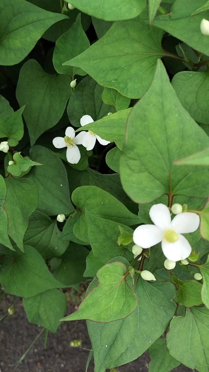 どくだみ花 苗 根っこ付き 100サイズ