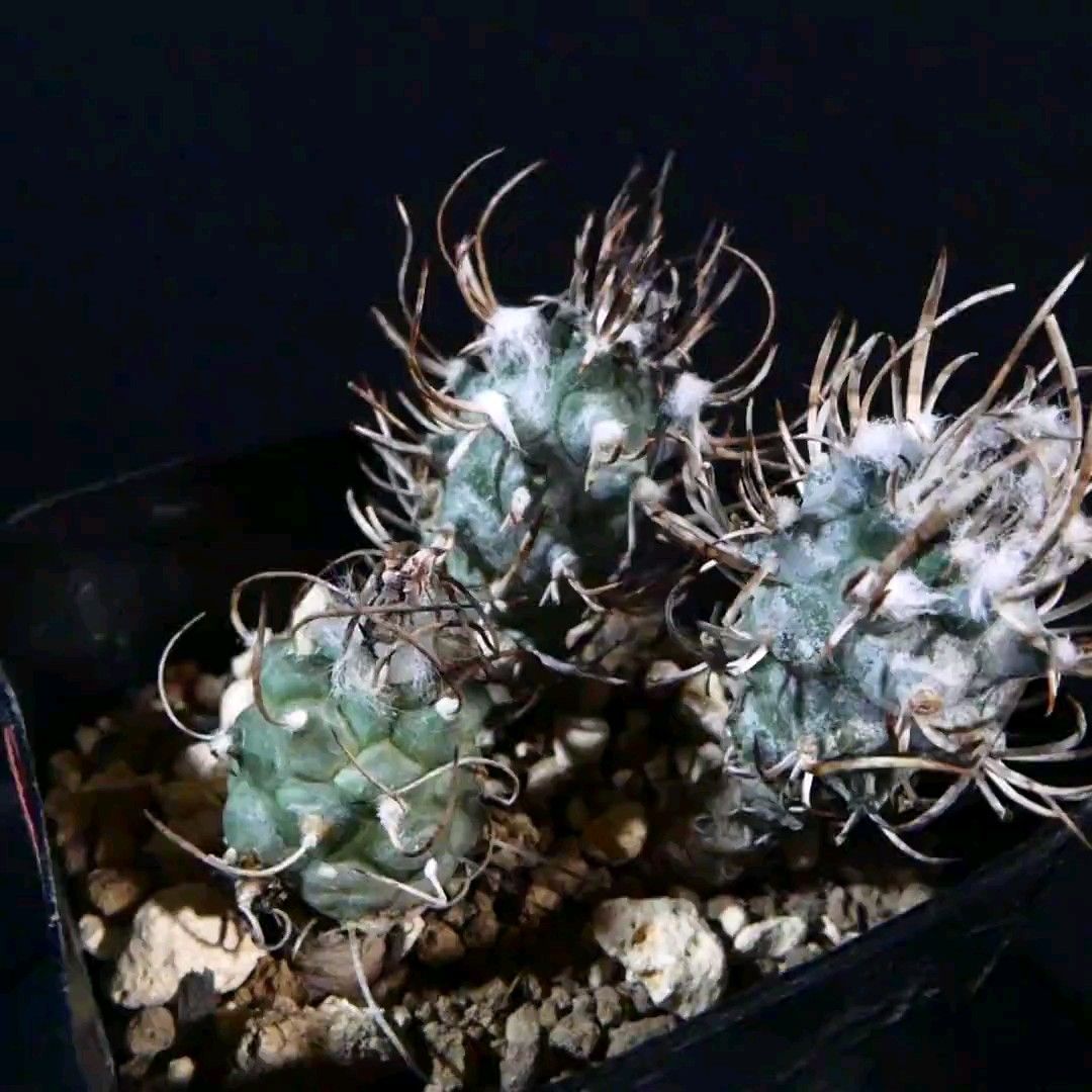 フラビフローラス★ツルビニカルプス★サボテン flaviflorus