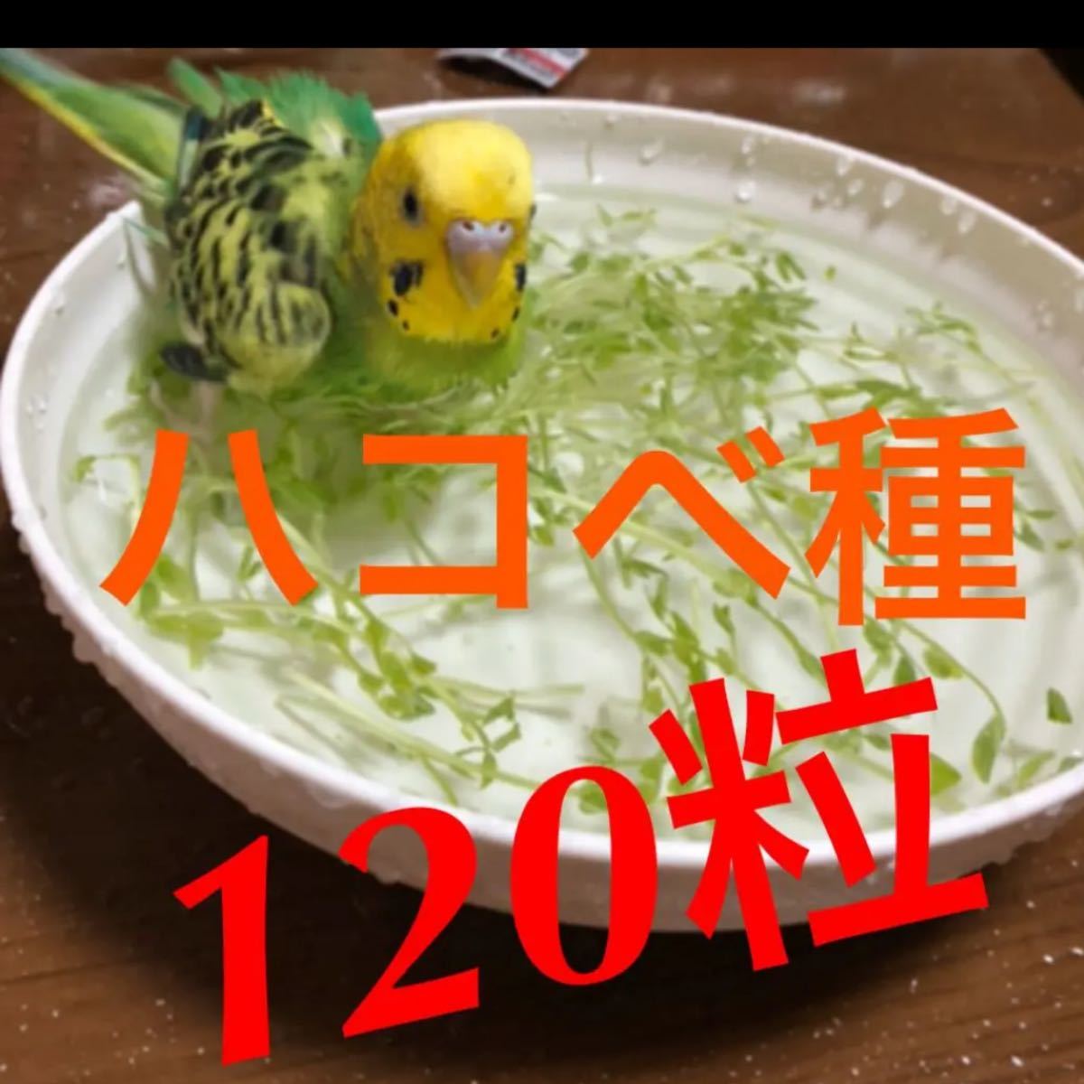 Paypayフリマ ハコベ種 1粒 セキセイインコ インコ 文鳥