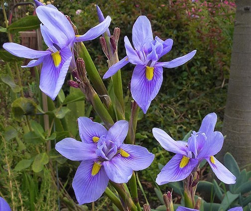 モラエア ポリスタキア Moraea Polystachya の種15粒 種 売買されたオークション情報 Yahooの商品情報をアーカイブ公開 オークファン Aucfan Com モラエア ポリスタキア Moraea Polystachya の種15粒 種 売買されたオークション情報 Yahooの商品情報をアーカイブ公開 オークファン Aucfan Com