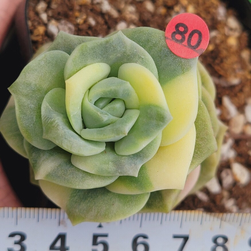 5月23日発送-R080 ラブリーローズ(錦) エケベリア 多肉植物 韓国