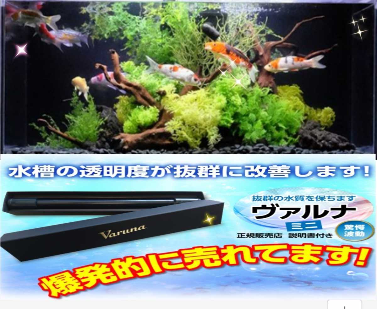 水槽の水が綺麗になります【ヴァルナ23センチ】有害物質を強力抑制！病原菌や感染症を防ぎ透明度が抜群に☆水槽に入れるだけ！水替え不要に_画像1