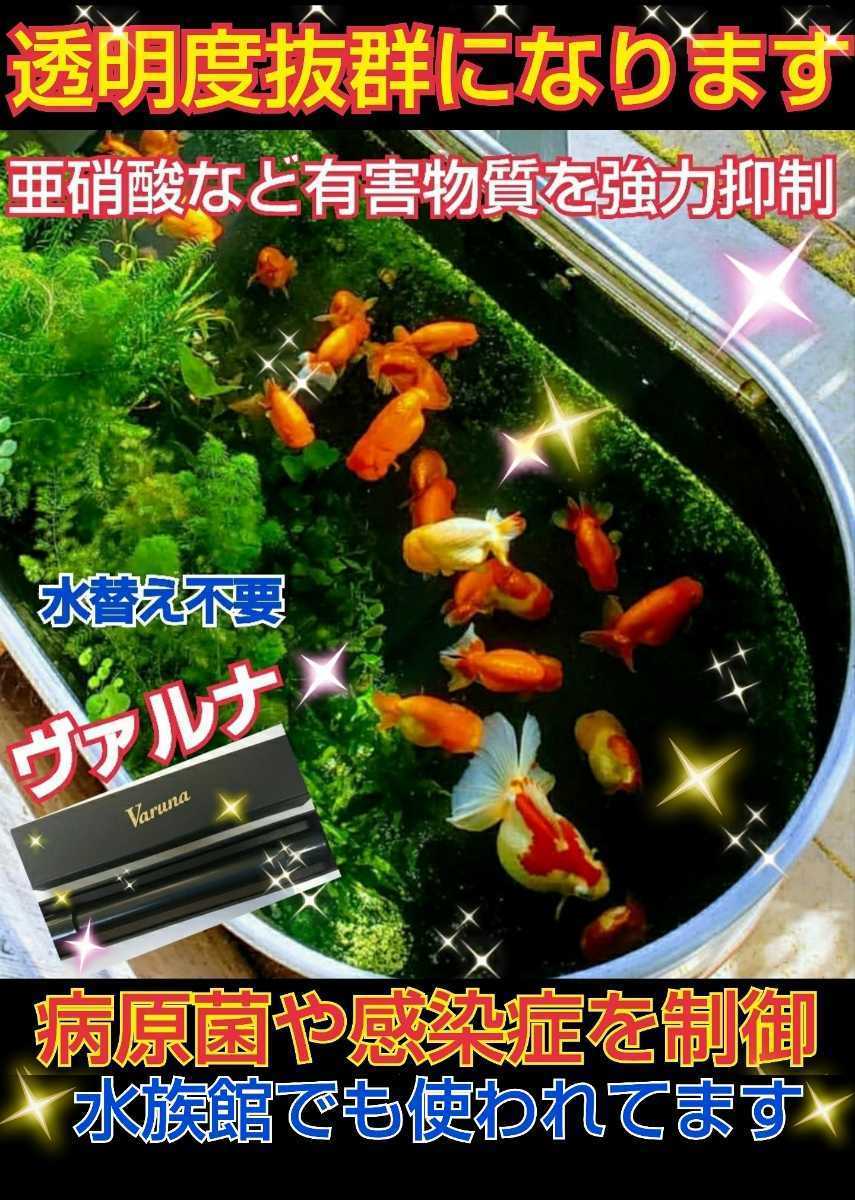 錦鯉の病気がなくなります【ヴァルナ池用】病原菌や感染症など有害物質を強力抑制☆透明度が抜群に！池に入れるだけで５００トン浄化します_画像7