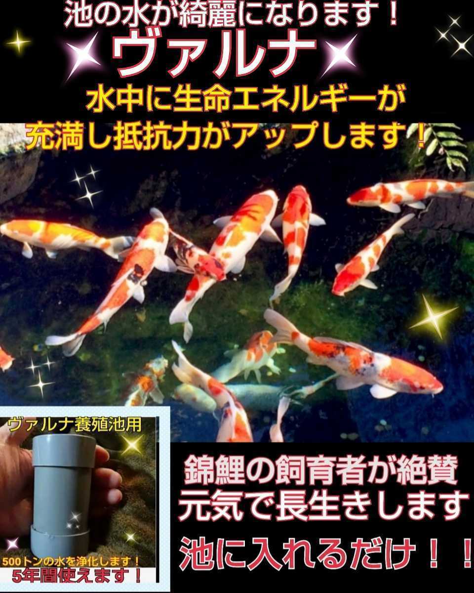 池の透明度がアップ！錦鯉の病気がなくなります【ヴァルナ池用】病原菌や感染症など有害物質を強力抑制！池に入れるだけで５００トン浄化☆_画像3