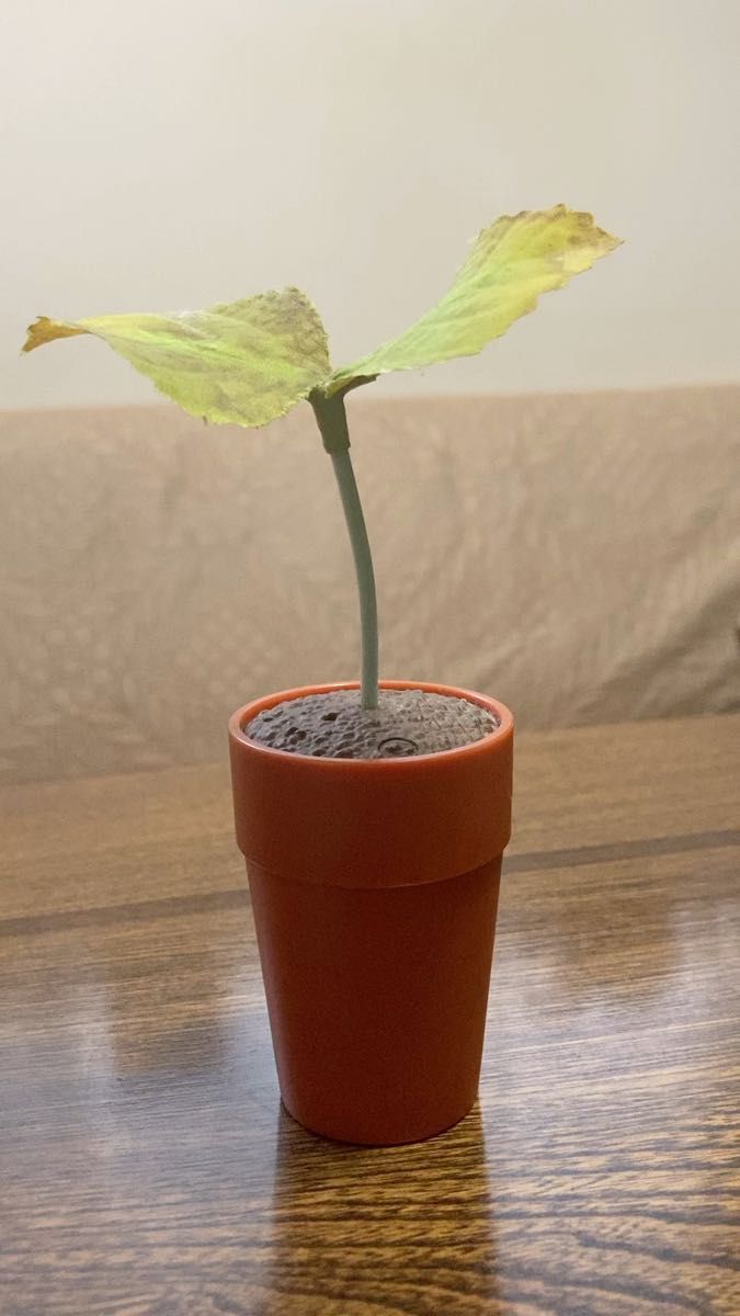 セガトイズ「ペコッぱ」/うなずく葉っぱ/空気が読める植物