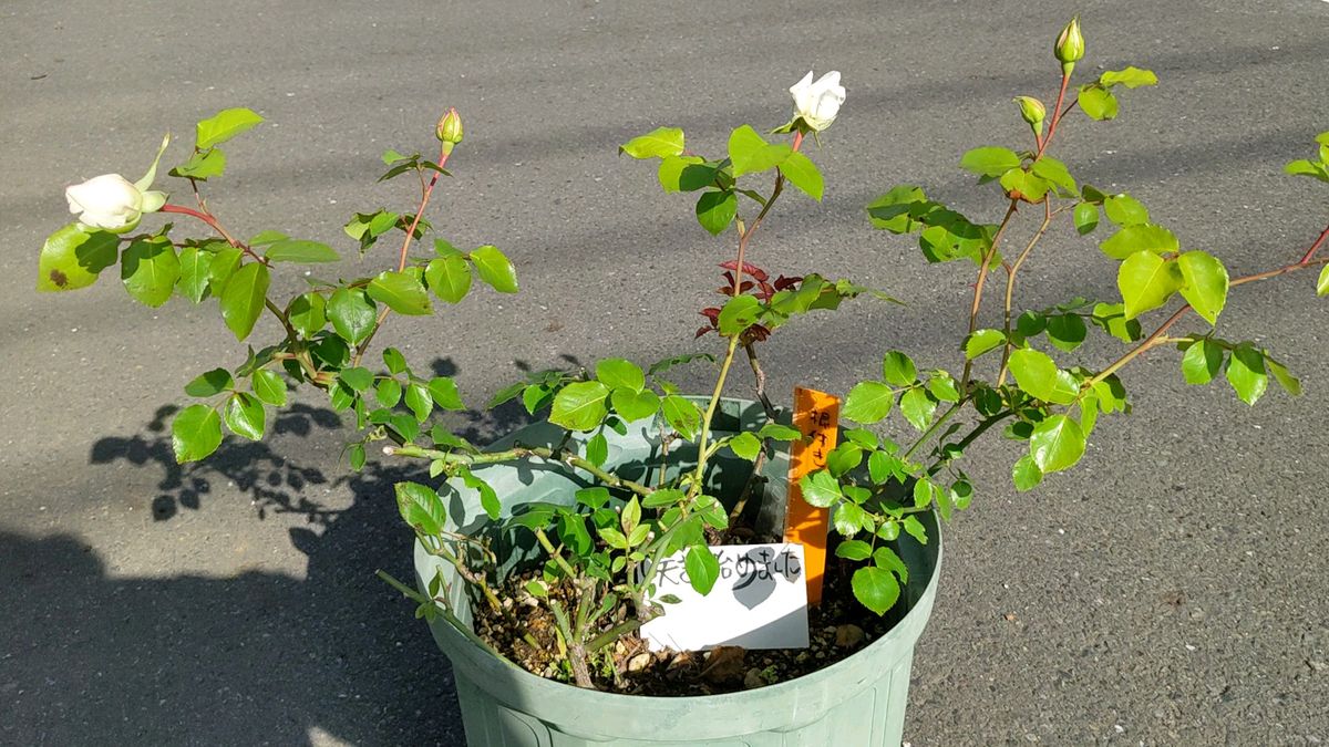 一株つるバラ白 春に沢山咲きます そのほかの時期もたまに咲きます ポットから出しお送り、咲き始めました、動画の今なら左