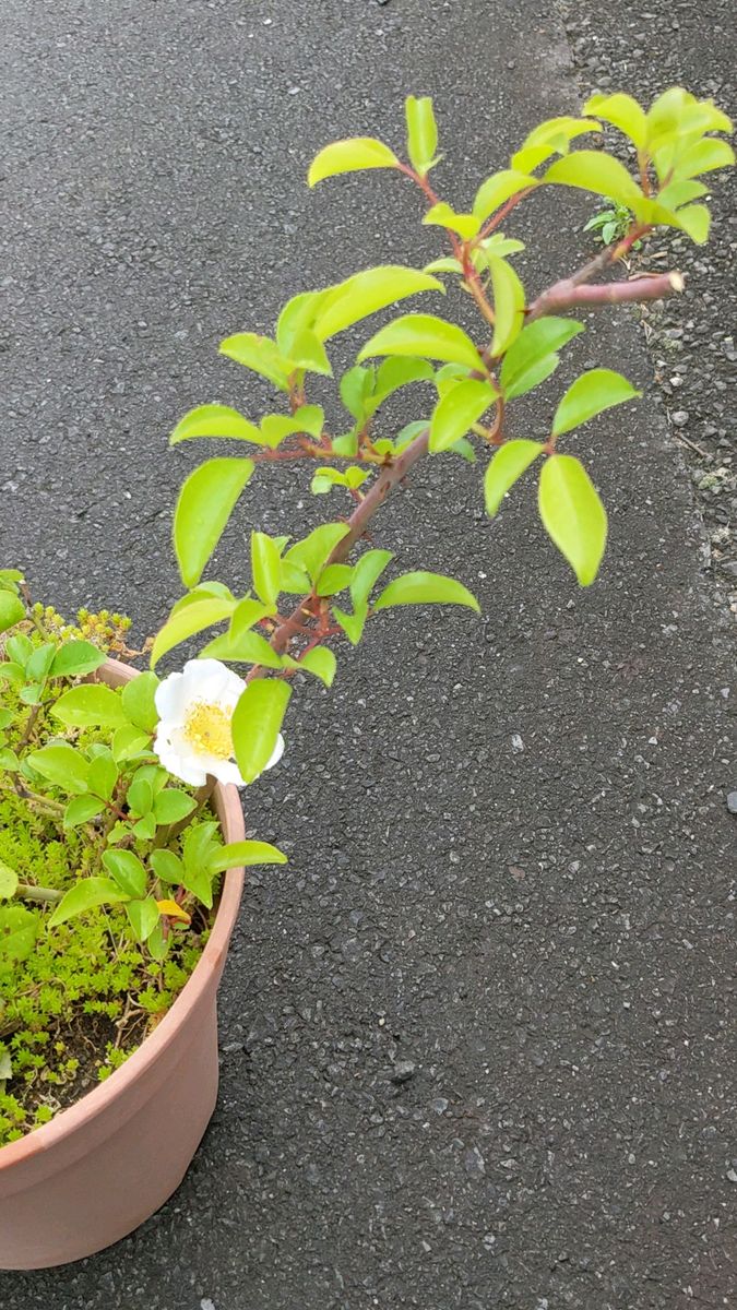 1株 白いつるバラ 3年目でやっと咲きました 鉢から出してお送り 長く伸びていたのでカットしました