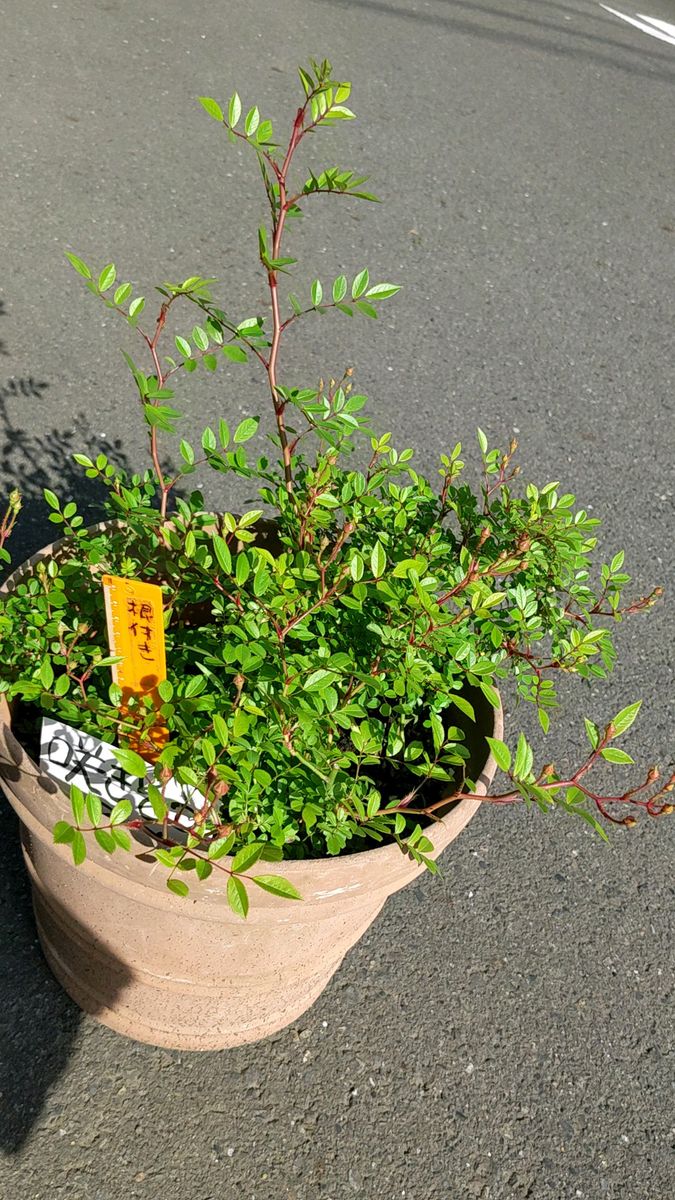 1株 つるバラ赤(中央は白色)春用に●アカバナノイバラ ミヤビ(赤花野茨 雅●5月過ぎに咲きます●蕾色づき始めました今からお手元に