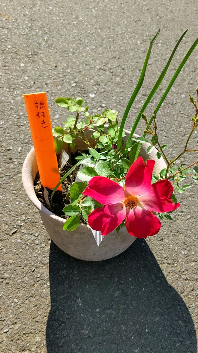 バラ-カクテル 1株 ●花が咲いています 鉢から出してお送り花は終わりましたらカットして送ります 年に数回咲きます
