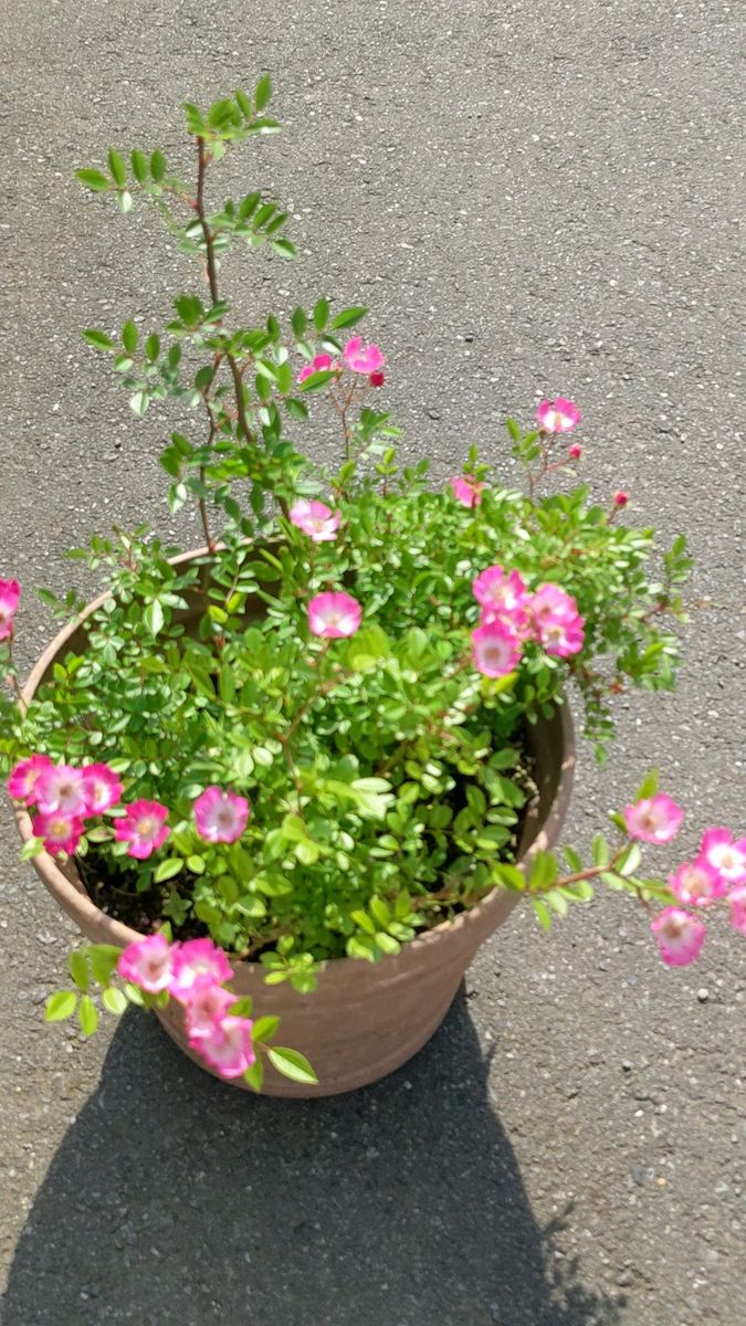 1株 つるバラ赤(中央は白色)春用に●アカバナノイバラ ミヤビ(赤花野茨 雅●咲き始めました