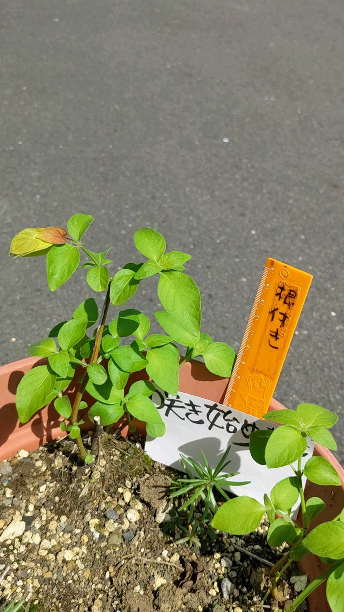 1株 コエビソウ(ベロペロネ)強くて 花の少ない夏に咲いてくれる花です