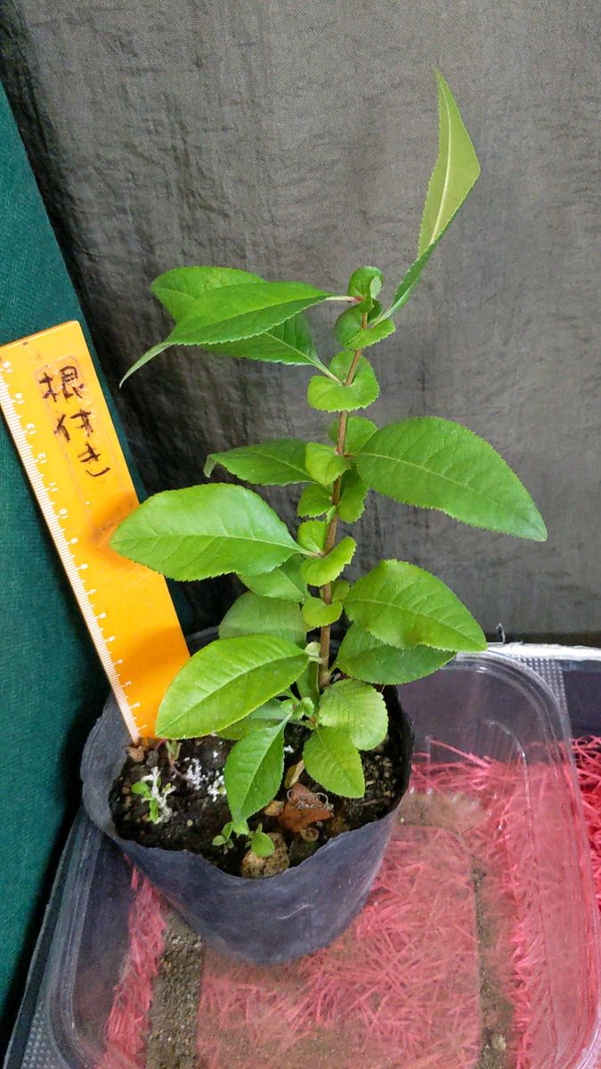 1株-ボケ(木瓜)、根付き出品です 花は来春用 きれいに成長しています