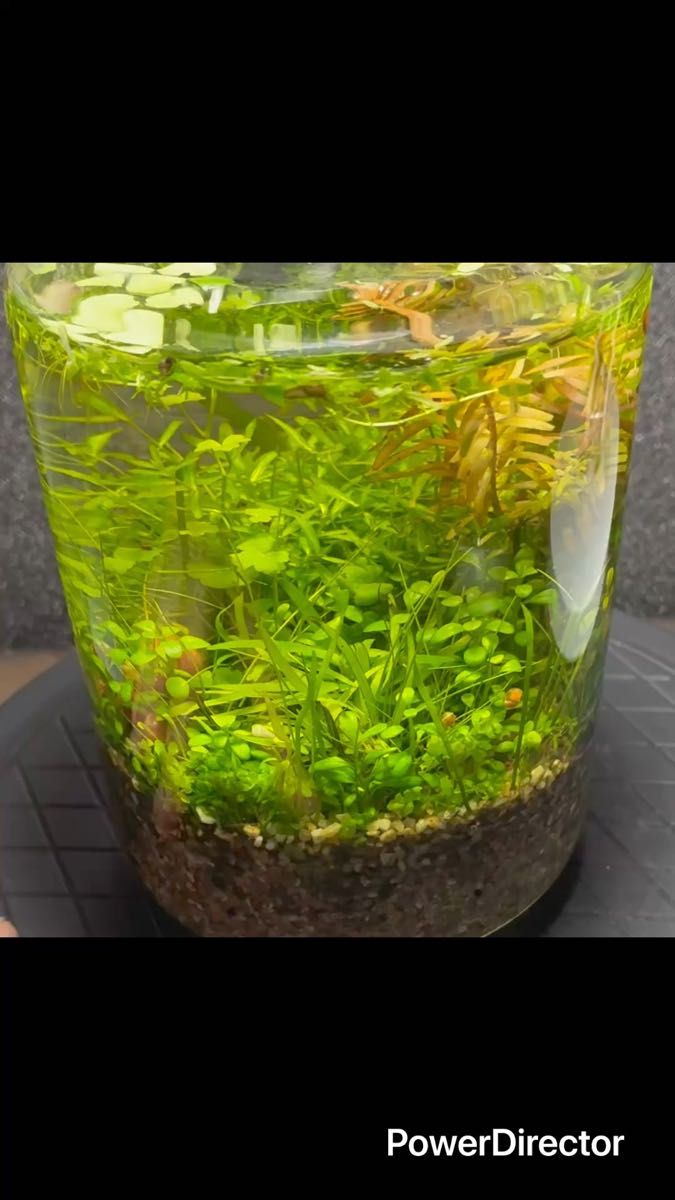 水草 前景草mix4cm角 緑の絨毯 草原レイアウト アクアリウム ビオトープ 無農薬