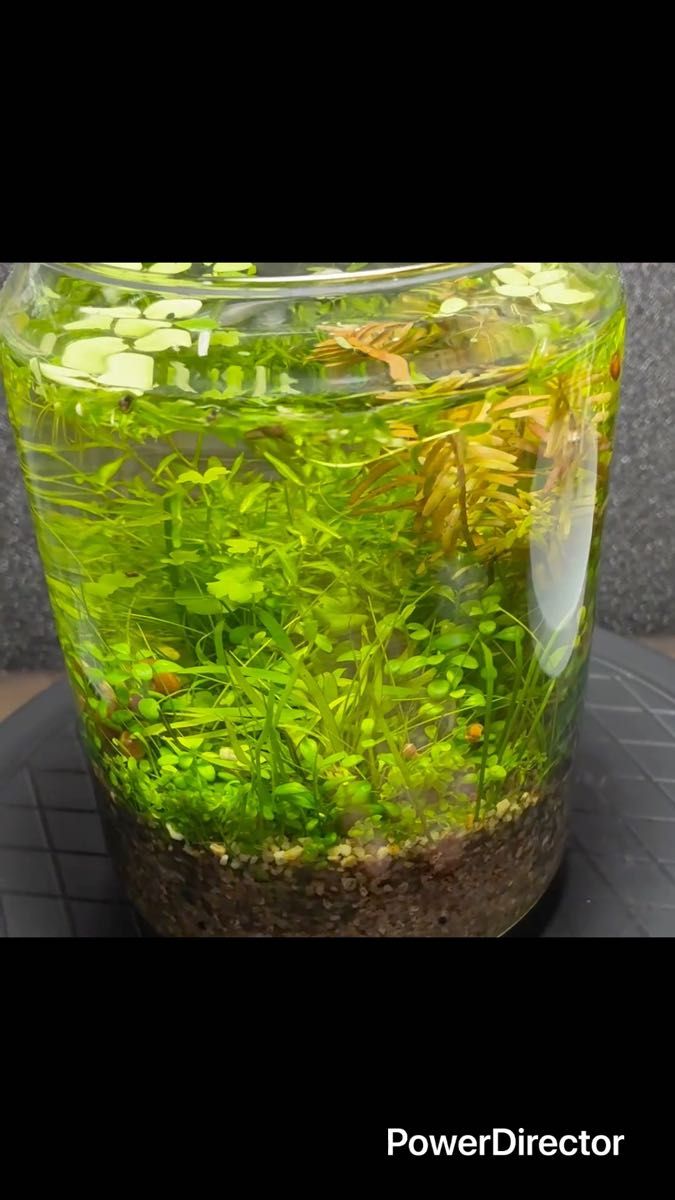 水草 前景草mix4cm角 緑の絨毯 草原レイアウト アクアリウム ビオトープ 無農薬