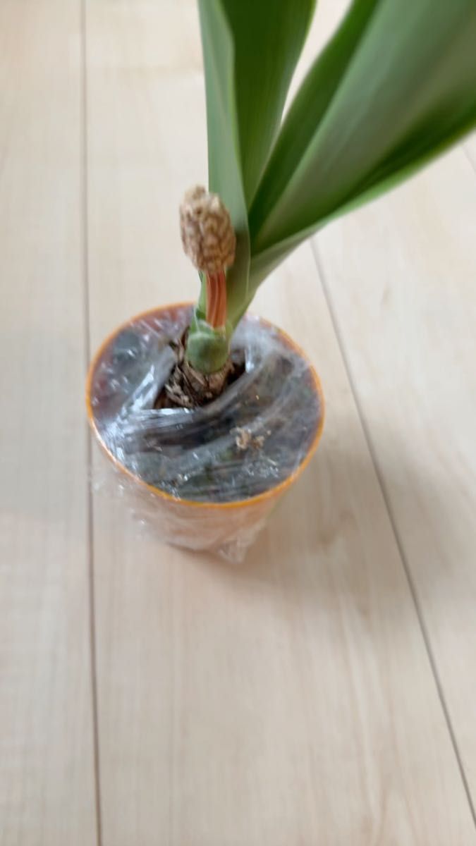 オモト 子株(縁起の良い植物)20250420-2【お値下げしました】※動画は5/18現在