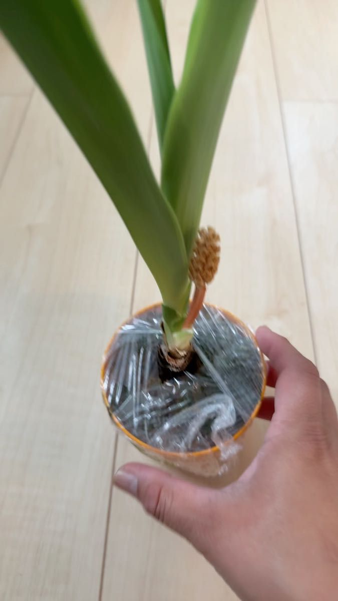 オモト 子株 (縁起の良い植物)20250420-1【お値下げしました】動画は5/18現在