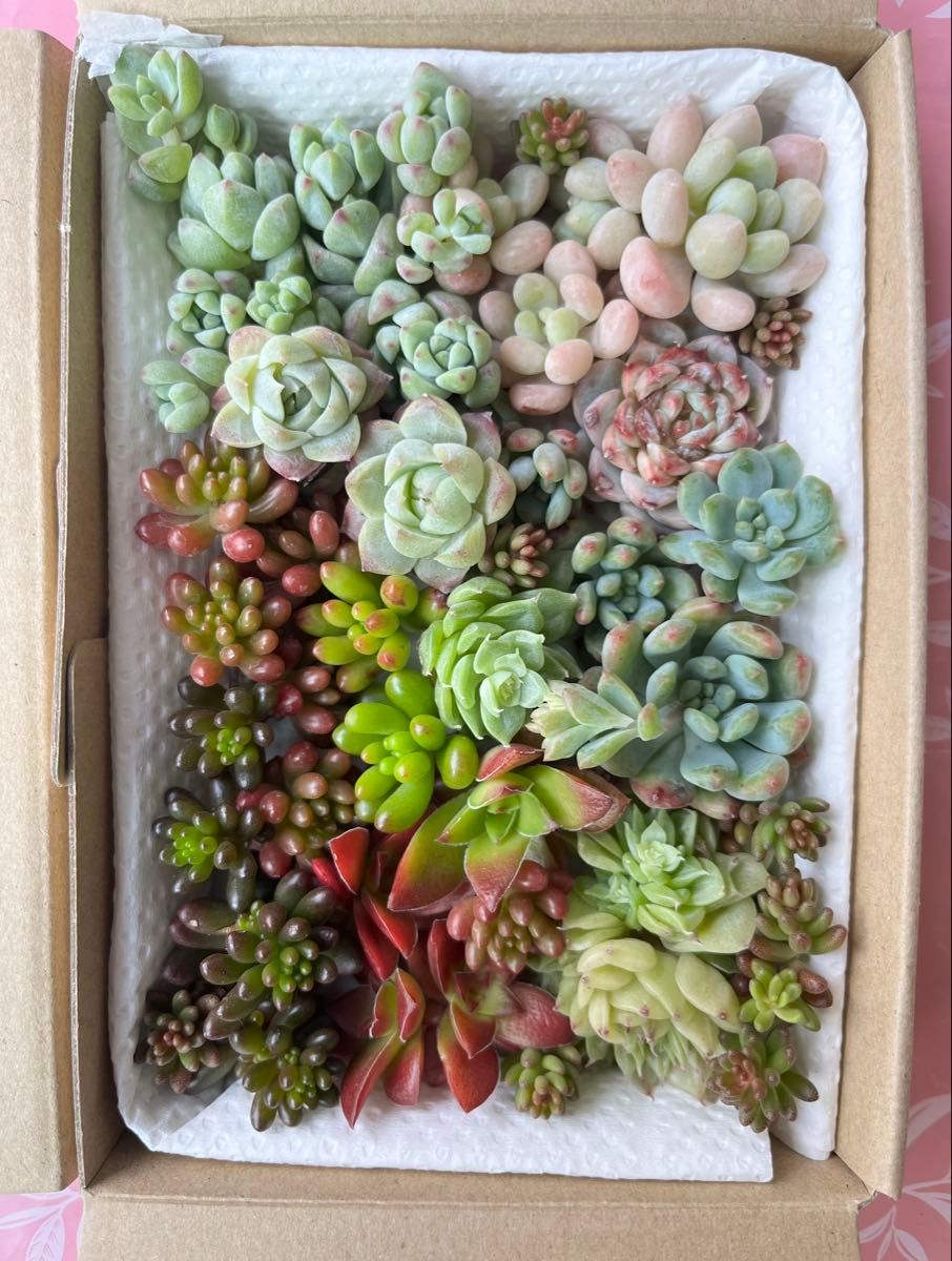 多肉植物 カット苗セット⑥ 詰め合わせ 寄せ植え｜Yahoo!フリマ