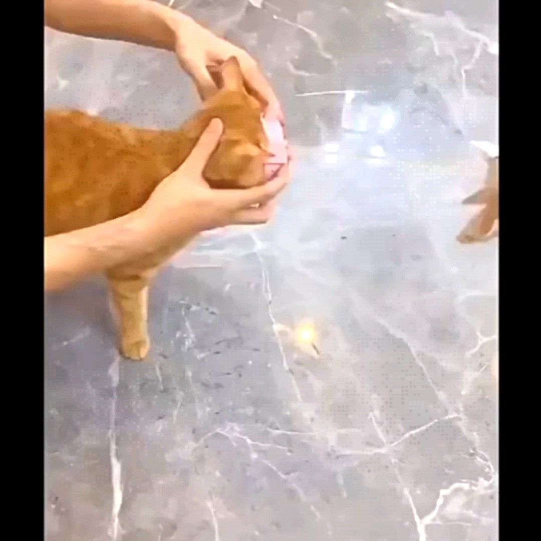 自分で遊べる猫じゃらし これは楽しい~!