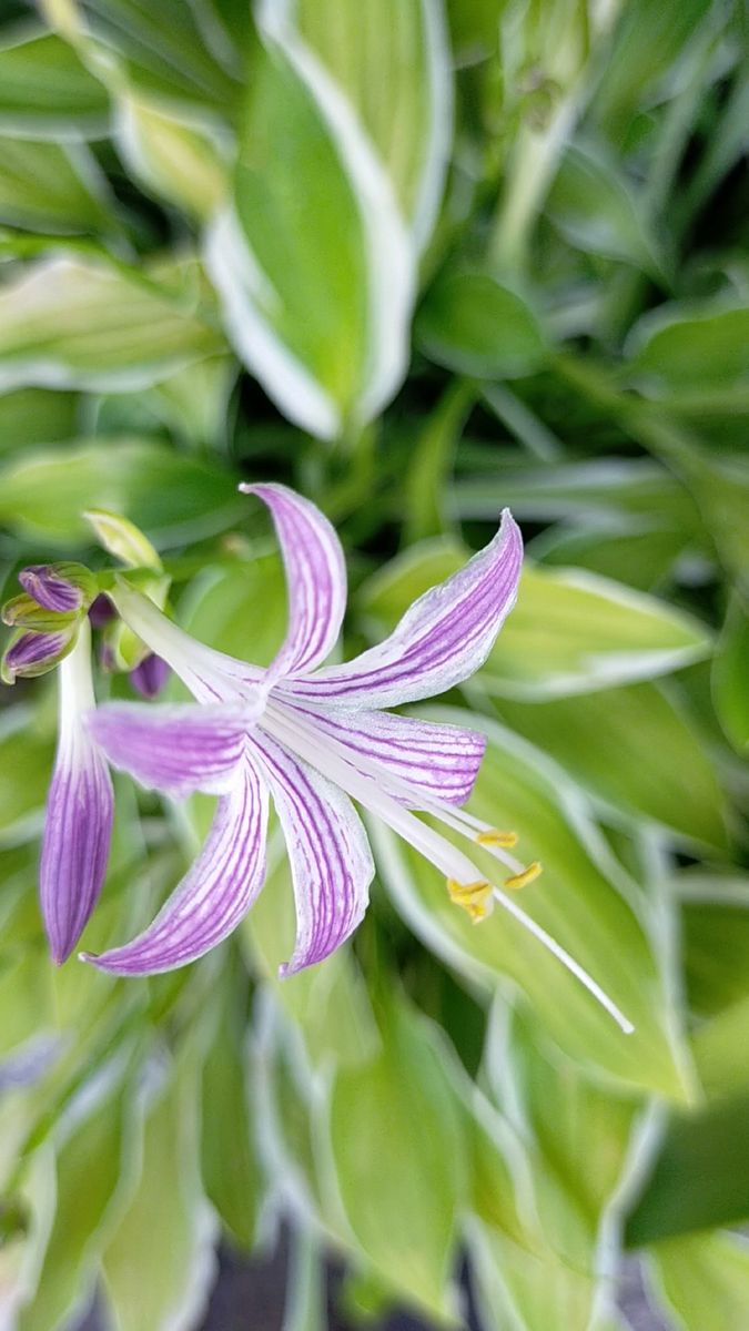 ギボウシ小型斑入り1株、フジバカマ1株、花の種 3種。