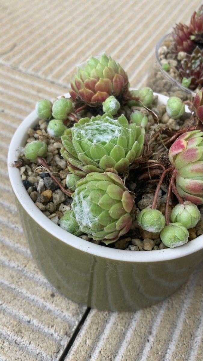 多肉植物 センペルビウム 超美苗