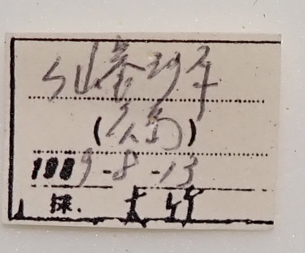 ●●絶滅産地ゴマシジミ♂ 青色鱗発達 広島県a 日本産 国産 蝶類 蝶標本 蝶 チョウ チョウ類 蝶類標本 日本産チョウ 日本産蝶 標本 昆虫 虫_画像2