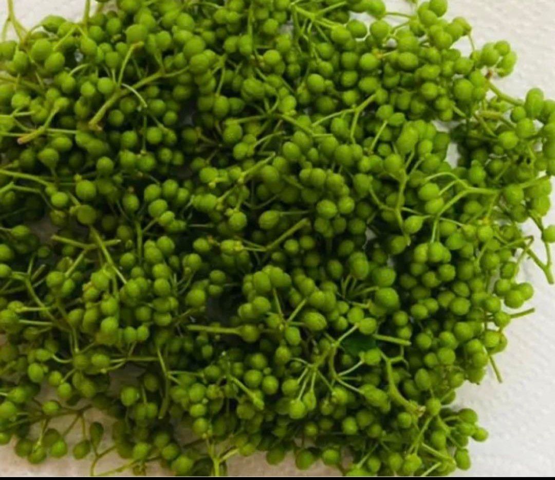 山椒の実 農薬不使用 100g (京都府産 山椒の実500g | 野菜 山椒の実 農薬不使用 100g (京都府産 山椒の実500g | 野菜