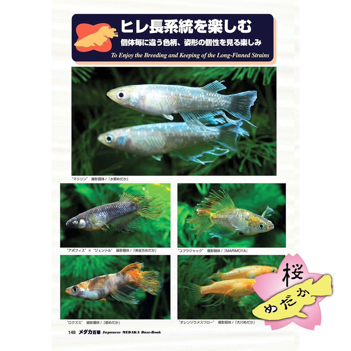 メダカ百華 ピーシーズ 改良メダカ飼育便利帳 メダカ飼育 メダカ百華 Vol 20(ピーシーズ発行)|Yahoo!フリマ(旧PayPay