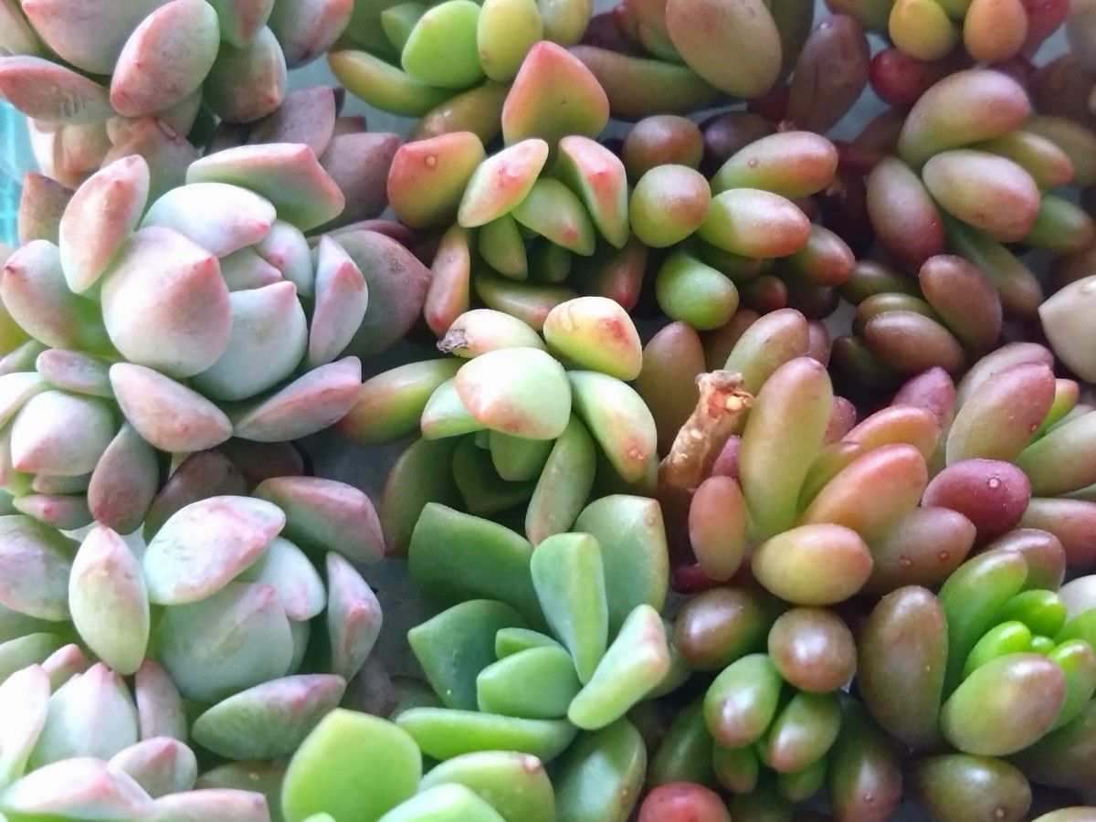 カット苗セット① 多肉植物 訳あり|Yahoo!フリマ(旧PayPayフリマ) カット苗セット① 多肉植物 訳あり|Yahoo!フリマ(旧PayPayフリマ)