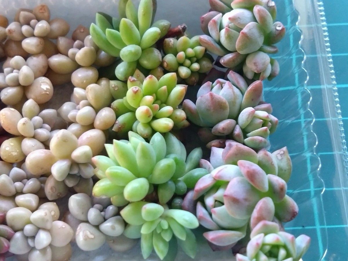 カット苗セット① 多肉植物 訳あり|Yahoo!フリマ(旧PayPayフリマ) カット苗セット① 多肉植物 訳あり|Yahoo!フリマ(旧PayPayフリマ)