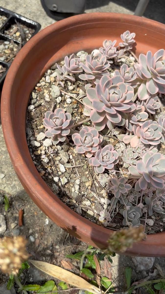 多肉植物 鏡花 抜き苗 1つ