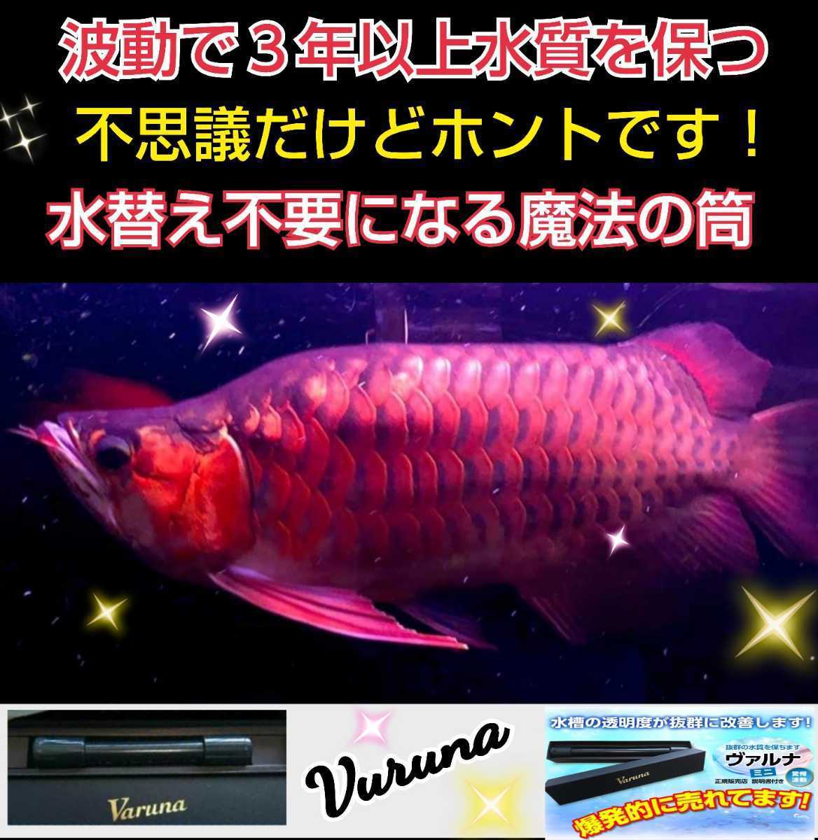 アロワナ飼育者も絶賛☆水槽の水が綺麗になります【ヴァルナミニ23センチ】透明度がアップし有害物質を強力抑制！生体が活性化！水替え不要