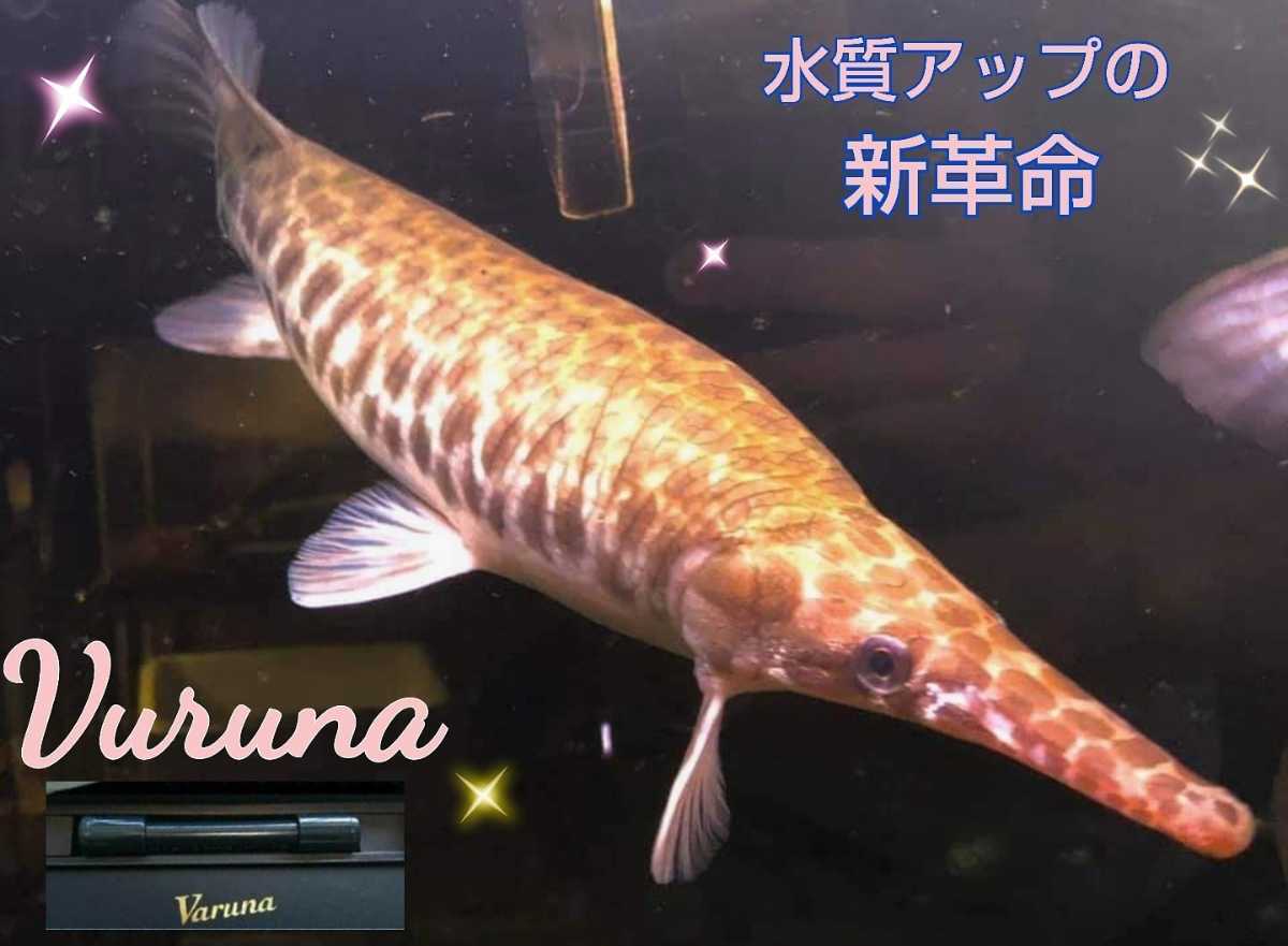 古代魚の飼育者も絶賛！水槽の水が綺麗になります【ヴァルナミニ23センチ】有害物質を強力抑制し透明度がアップ！生体が活性化☆水替え不要_高波動により水槽をアップさせます！