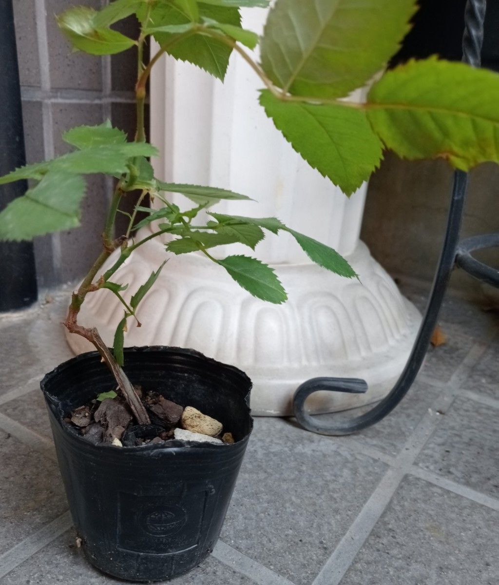紫パープル薔薇苗　サマ.... 　　　　　薔薇専用培養土　植え込み苗