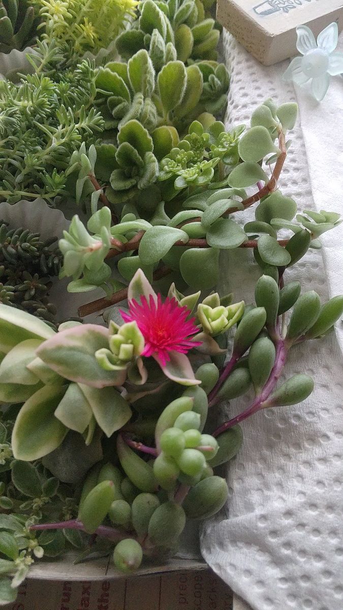 多肉植物★セダム多め★七福美尼入り カット苗セット(おまけ付き) 観葉植物