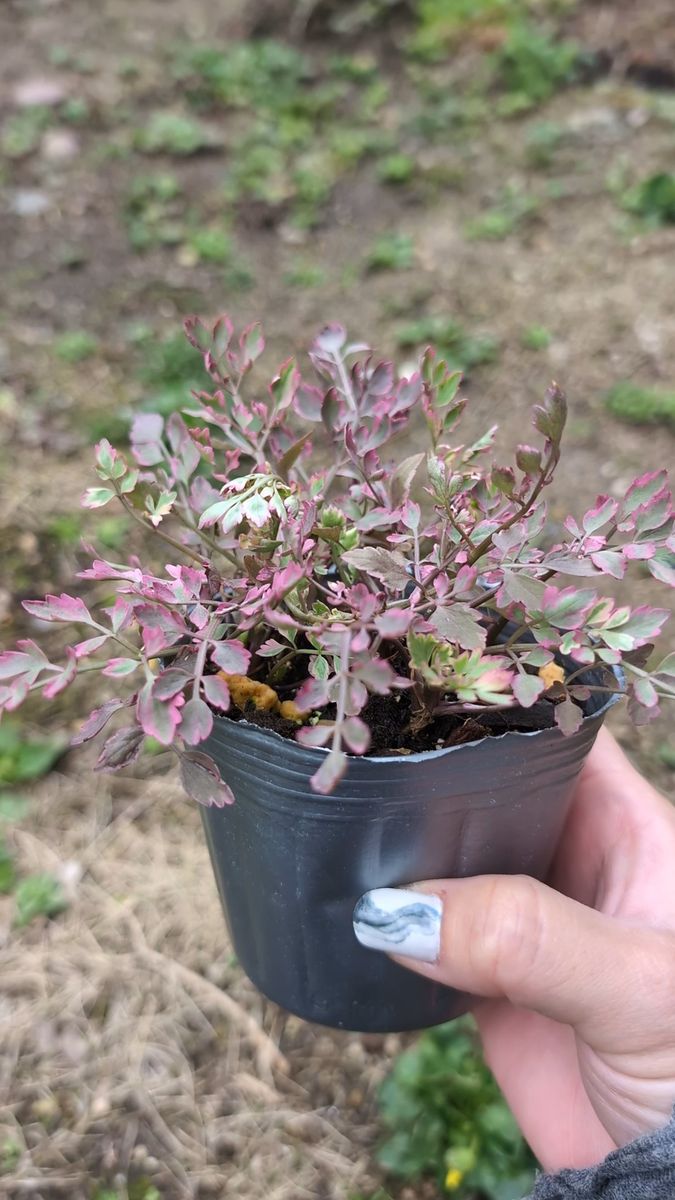 斑入りグレコマ 根付き苗 寄せ植えにグランドカバーに♪