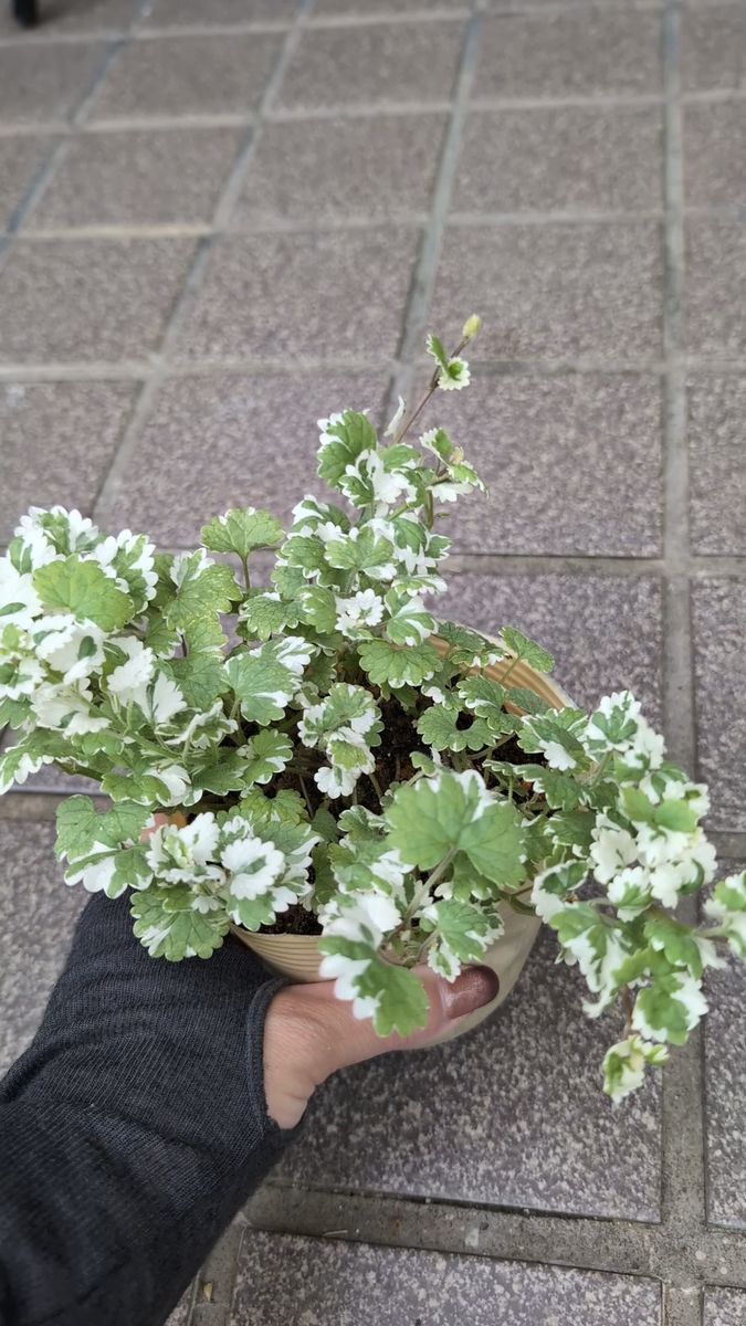 斑入りグレコマ 根付き苗 寄せ植えにグランドカバーに♪