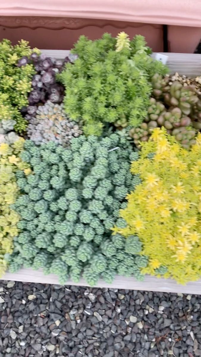 多肉植物 カット苗 50カット セダムセット 詰め合わせ